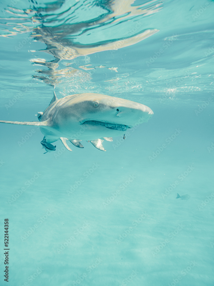 Fototapeta premium Lemon shark in the Bahamas