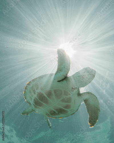 Fototapeta Sea turtles swimming in the bahamas