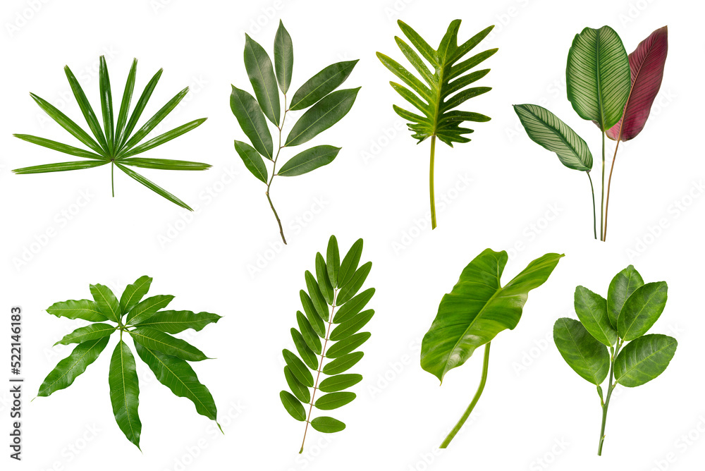 Set of tropical green leaves isolated on white background. Set of tropical green leaves isolated on white background.