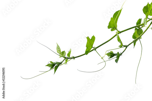 Ivy gourd ( Coccinia grandis ) with branch isolated on white background.