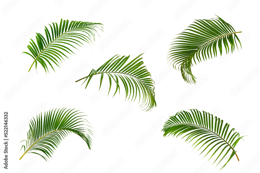 Set of palm leaves isolated on white background. Set of palm leaves isolated on white background.