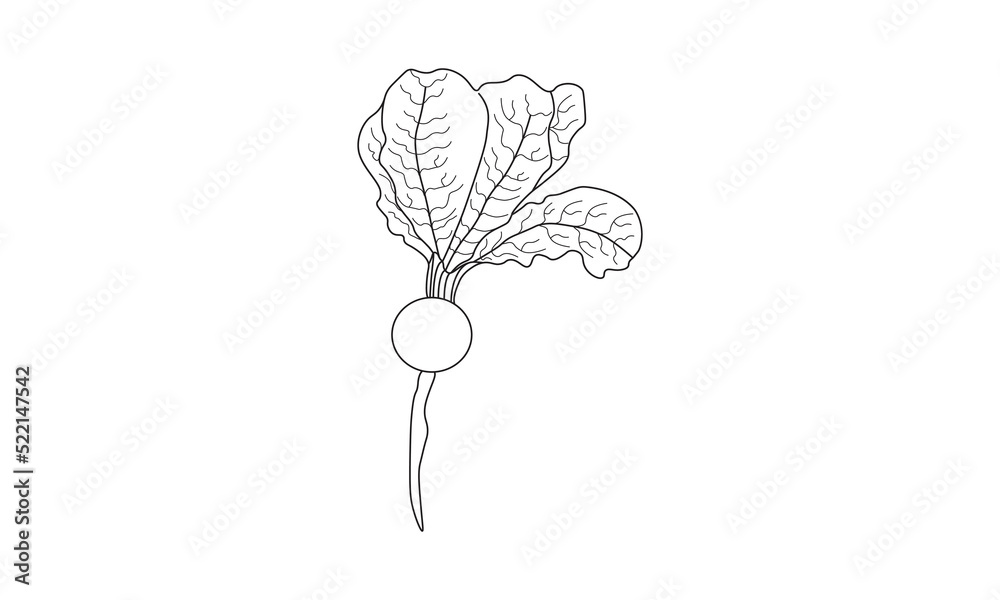 Turnip Coloring Page for Kids KDP Interior, Turnip vegetable drawing