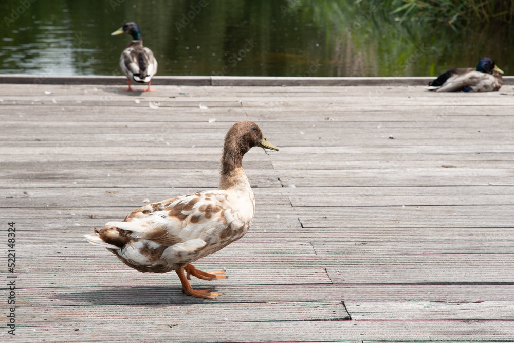 Fototapeta premium a variety of wild ducks are resting on a wooden platform near a forest pond