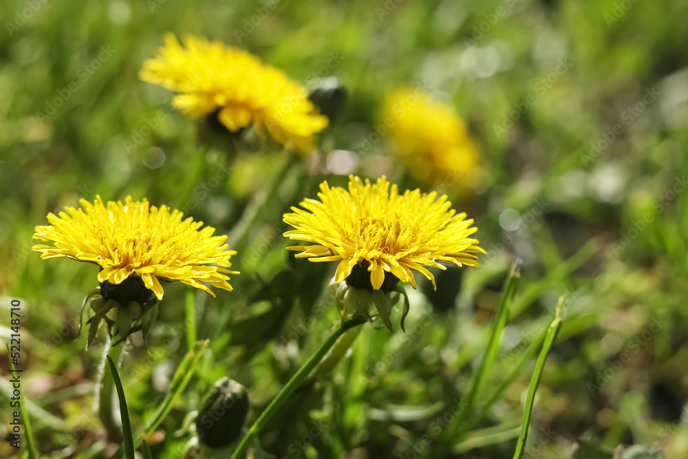Beautiful yellow dandelions on sunny day, closeup Beautiful yellow dandelions on sunny day, closeup