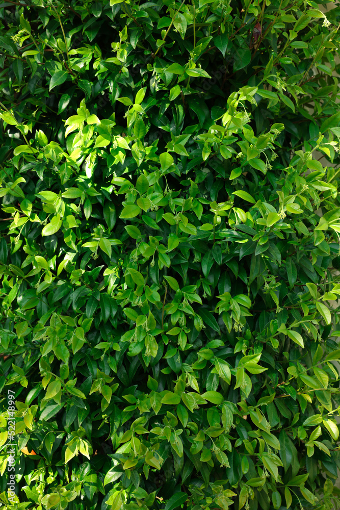 Obraz premium Closeup view of beautiful green bush outdoors on spring day