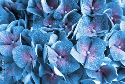 Canvastavla Beautiful blue hortensia flowers with water drops as background, closeup