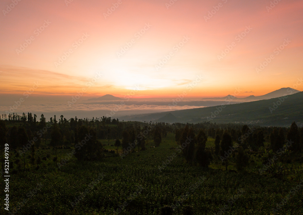 View of tobacco plant in the field at slope of Mount Sindoro, Temanggung, Central Java, Indonesia. Field of tobacco shot in morning time View of tobacco plant in the field at slope of Mount Sindoro, Temanggung, Central Java, Indonesia. Field of tobacco shot in morning time