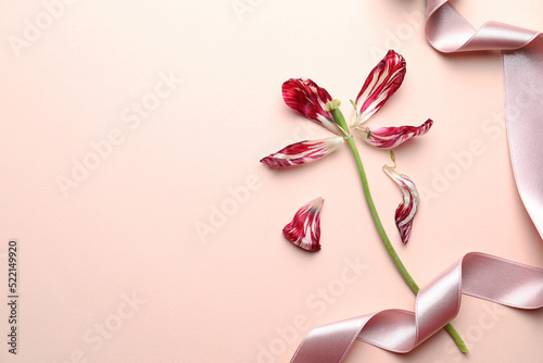 Red tulip and pink ribbon on beige background, flat lay with space for text. Menopause concept