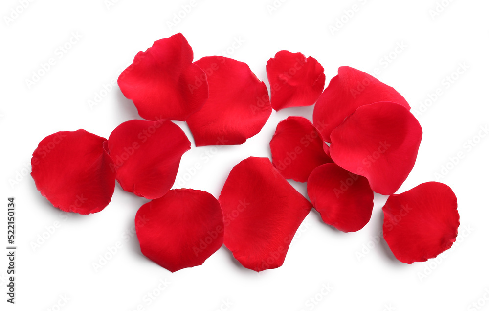Many red rose petals on white background, top view Many red rose petals on white background, top view