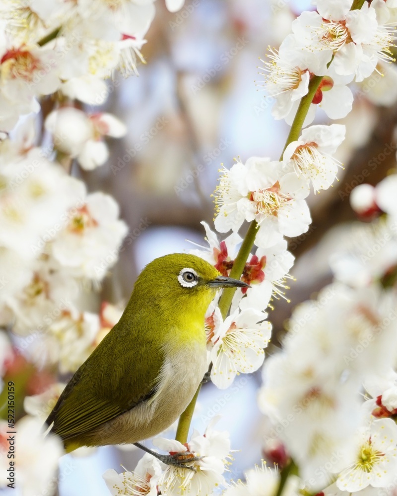 美しい梅の花とメジロ