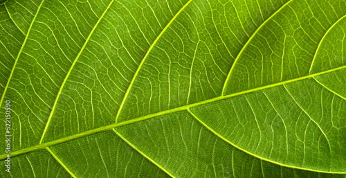 Textured green leaf macro is embellished with dark green background design.