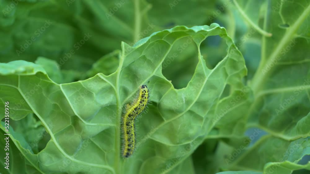 CLOSE UP: Cabbage worm caterpillar attacking green vegetable and causing damage. Garden pests attacking growing vegetables and causing crop loss. Lush green leaves eaten by cabbage worm caterpillar.