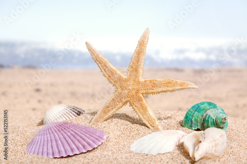 Shell on the beach. Summer vacation and skin care concept, spf uv-protect cosmetics.