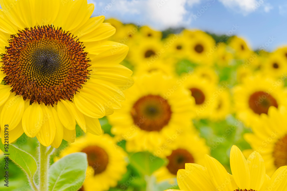 Fototapeta premium ひまわり畑