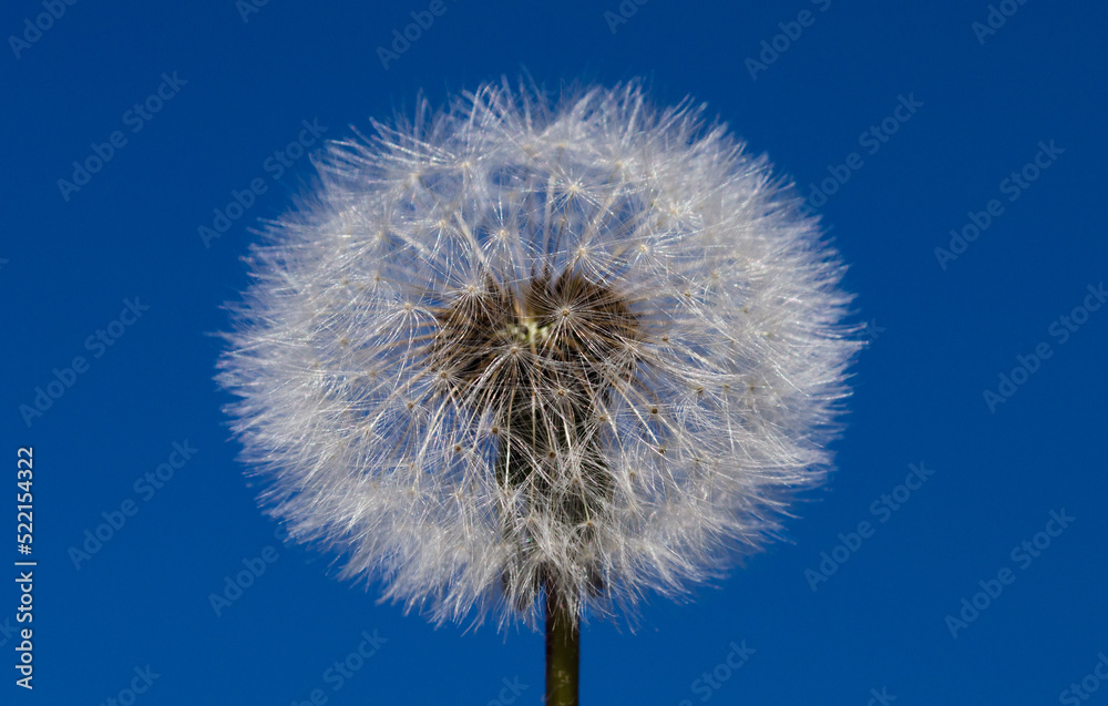 White dandelion with seeds on blue sky background.