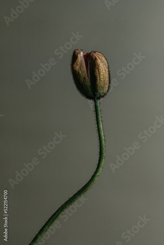 Close up of poppy bud photo