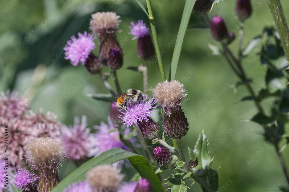 A Bee collecting Pollen from Thistles A Bee collecting Pollen from Thistles