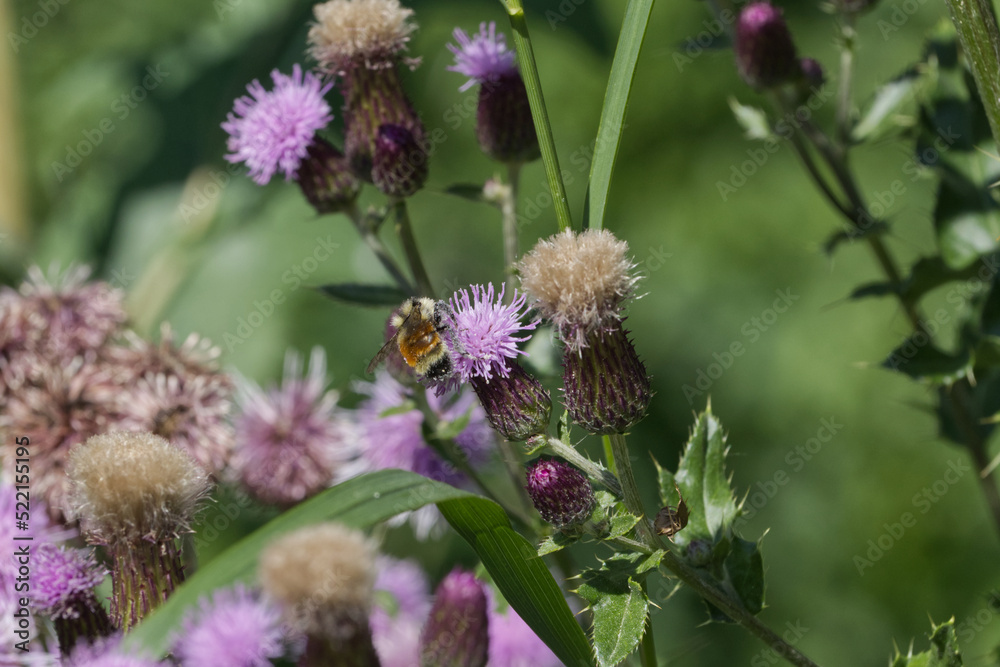 A Bee collecting Pollen from Thistles