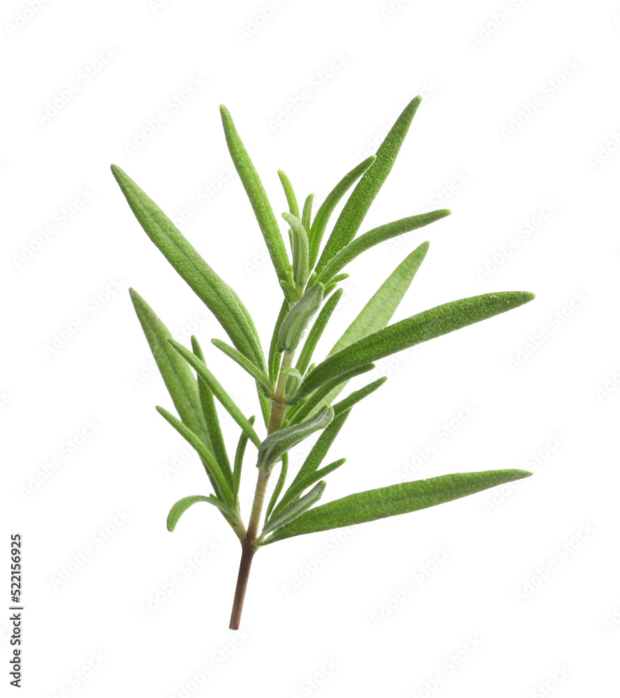 Aromatic rosemary sprig isolated on white. Fresh herb Aromatic rosemary sprig isolated on white. Fresh herb