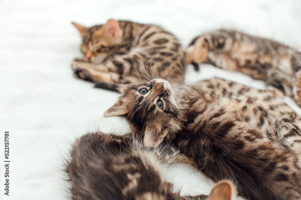 Naklejka premium Little bengal kittens on the white fury blanket