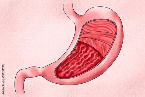 Human stomach illustration photo