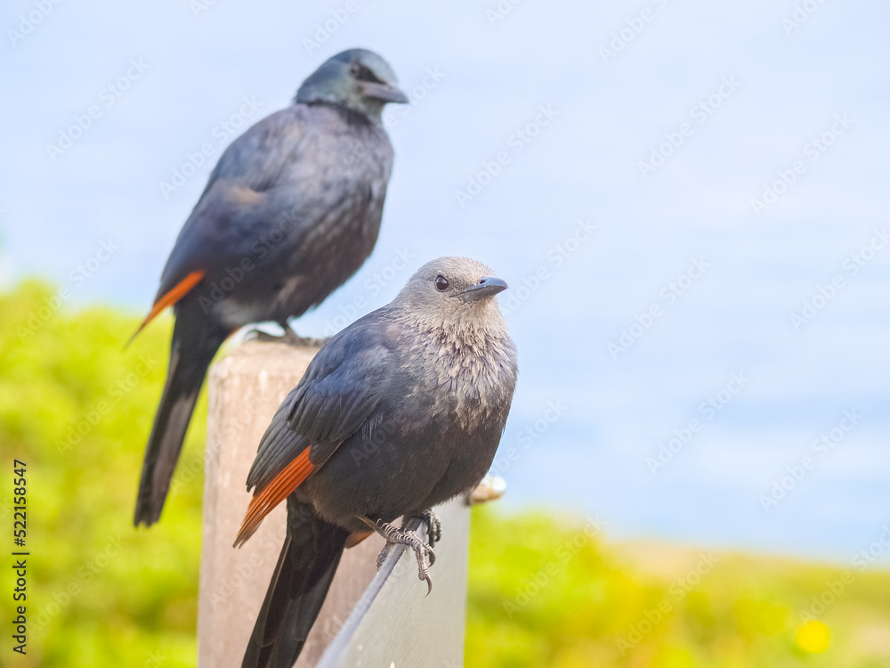 Pair red winged starling in selective focus Pair red winged starling in selective focus