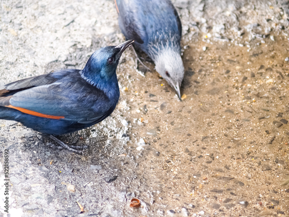 Obraz premium Pair red winged starling in selective focus