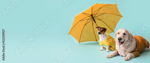 Funny dogs in autumn clothes and with umbrella on light blue background with space for text