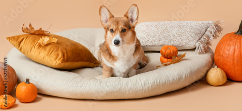 Cute dog on pet bed, autumn...