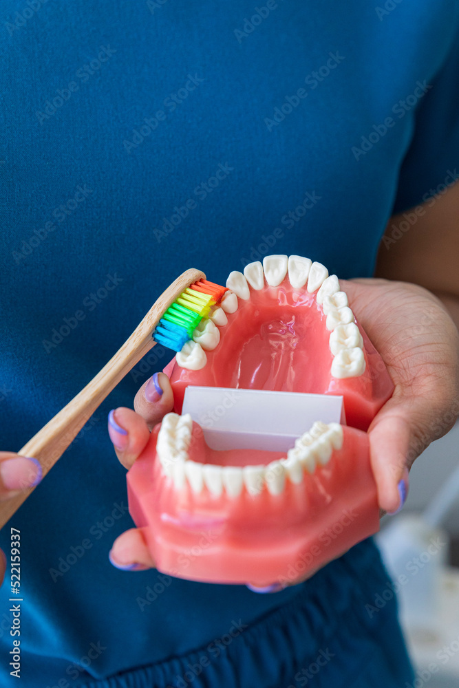 Female dentist holding a dental model to show how to brush teeth Stock
