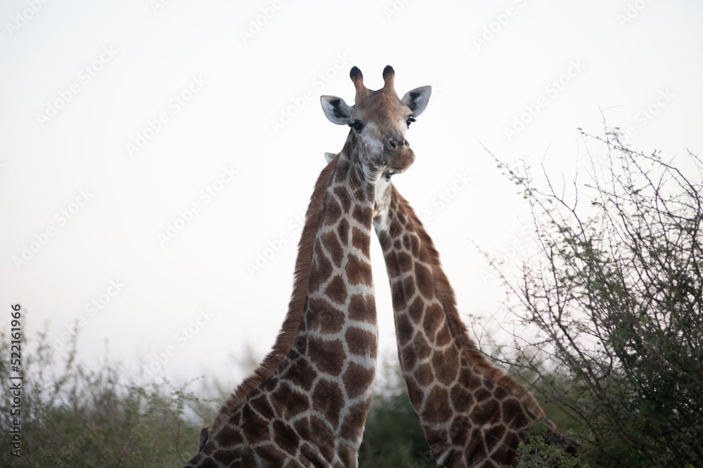 Obraz premium A pair of African giraffes in the African savannah of South Africa. These herbivorous animals are the stars of the safaris, and the tallest animal of the African savannah and the world.