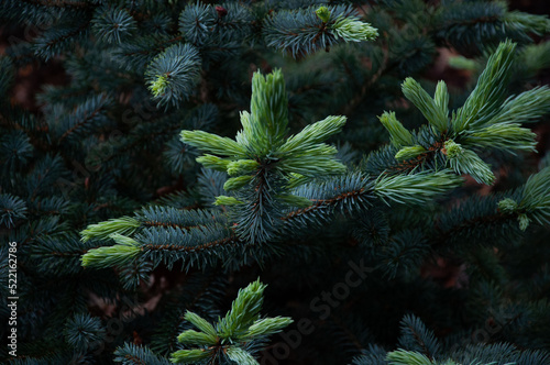 Fir Tree