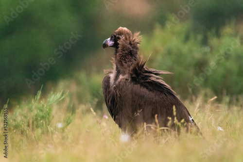 Majestic Black Vulture   photo