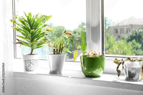Valokuva Wilted houseplants on windowsill in room