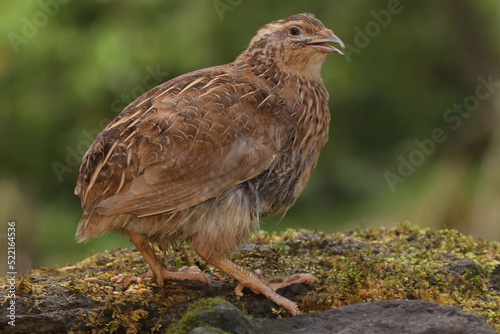 A brown quail is foraging on a rock overgrown with moss. This grain-eating bird has the scientific name Coturnix coturnix. photo