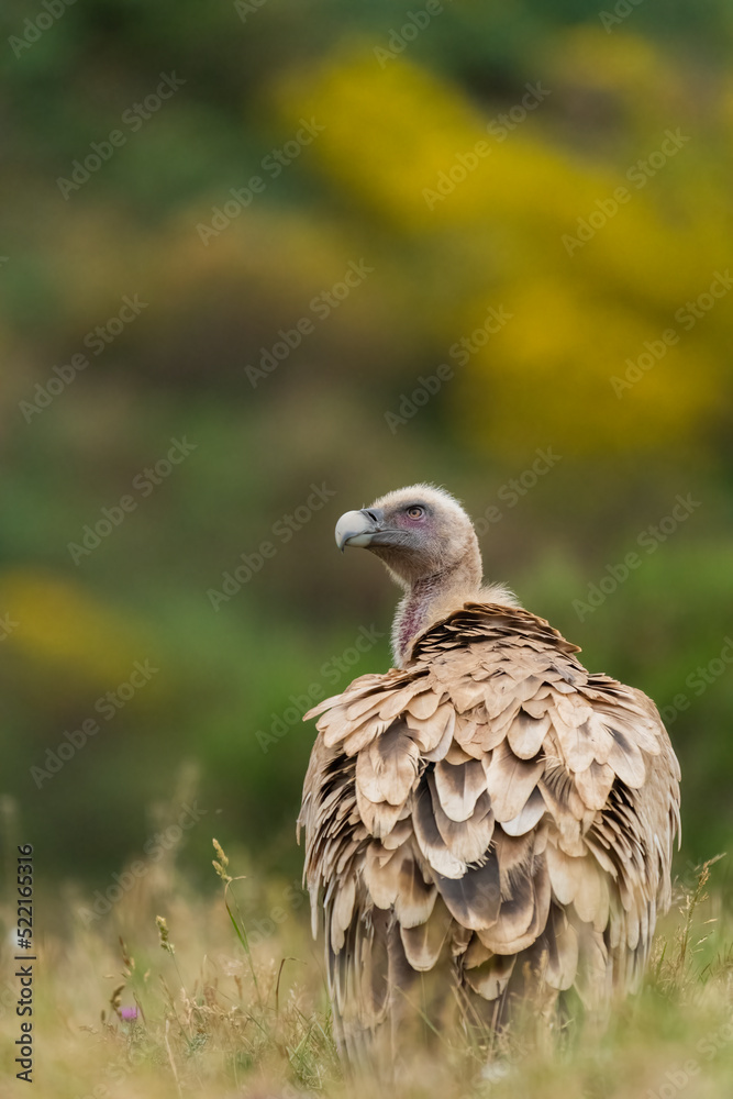 Handsome Griffon Vulture In The Woods, Vertical Portrait  