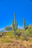 Two Saguaro cactuses on a slope at Tucson, Arizona