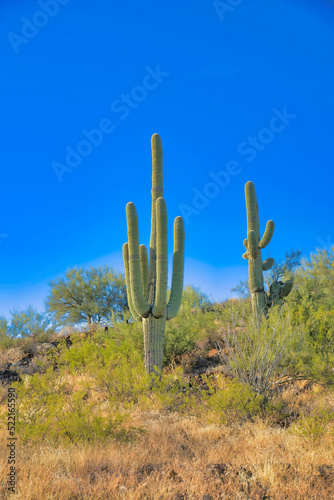 Two Saguaro cactuses on a slope at Tucson, Arizona