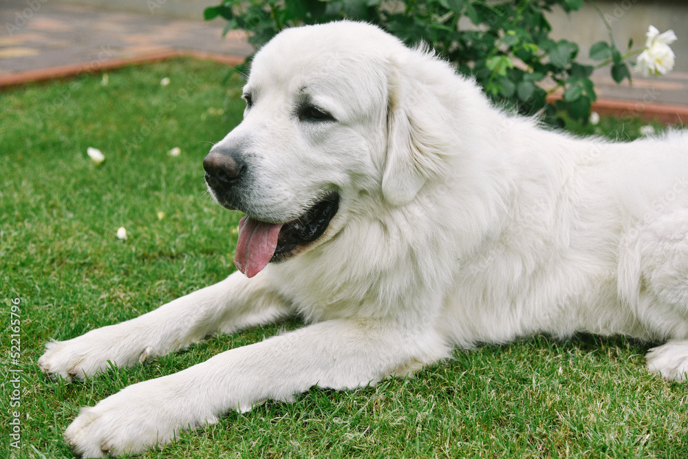 kind dog