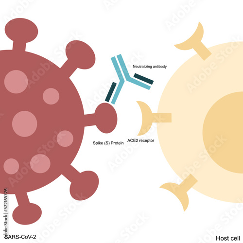 The specific binding between Spike (S) protein of SARS-CoV-2 and ACE2 receptor on host cell is inhibited with Neutralizing antibody (Nab) that bind to the region of spike protein photo