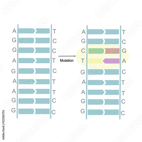 Fotografia The mutation site on double strand DNA that show the sequence changing of G and