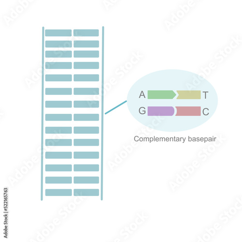 The complementary basepairs of Guanine (G) and Cytosine (C), Adenine (A) and Tyrosine (T) on double strand DNA