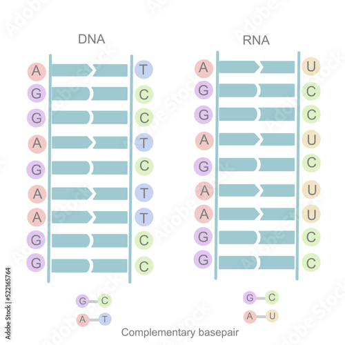 The complementary basepairs of DNA and RNA structure: Adenine (A) and Thymine (T) or Uracil (U), Guanine (G) and Cytosine (C)