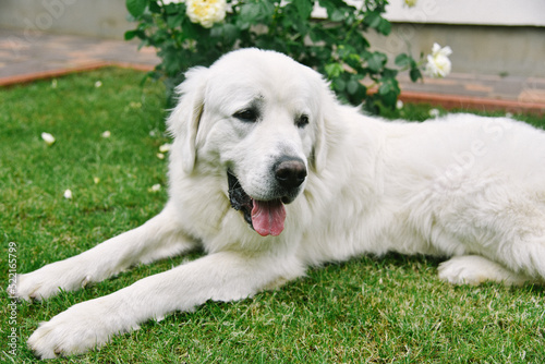 white dog photo