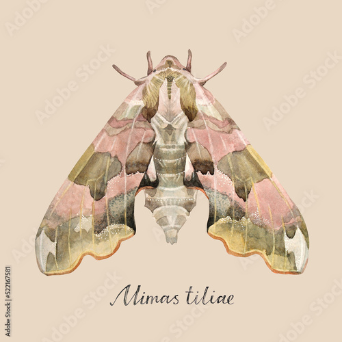 Fototapeta Watercolor gray pink green moth or night butterfly on beige background with lettering
