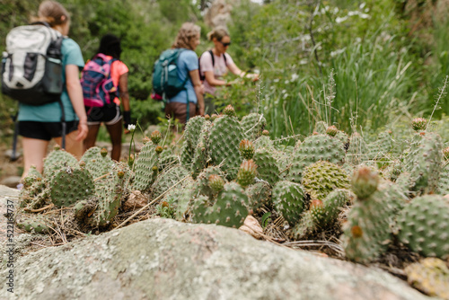 Cactus on a hiking trail