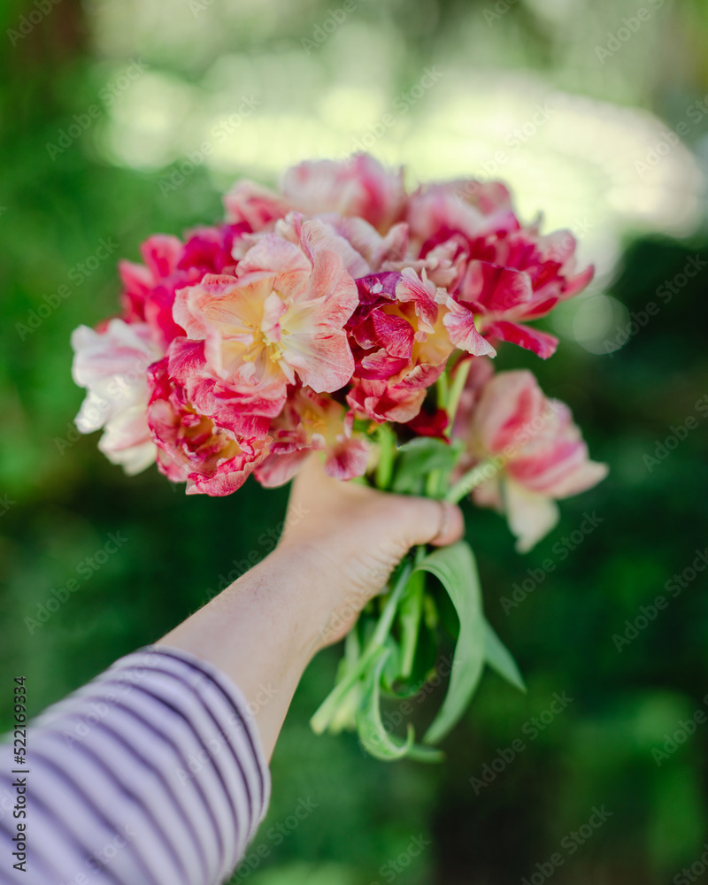 Red and pink tulips bouquet in wiman's hand Red and pink tulips bouquet in wiman's hand