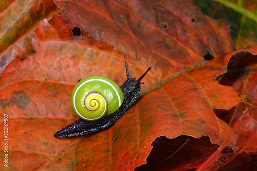 Cuban snail (Polymita picta) world most beautiful land snails from Cuba , its known as 