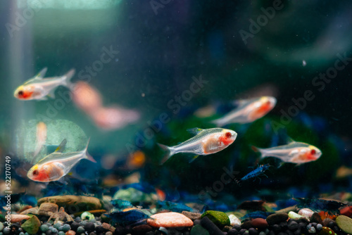 Beautiful fish swim in aquaculture tank