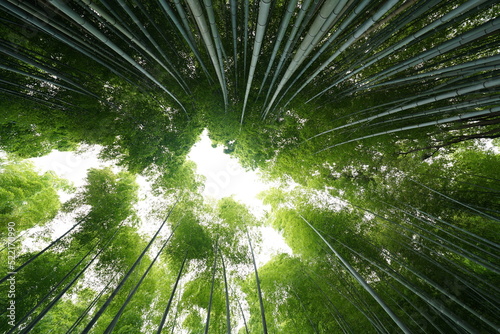 京都 竹林